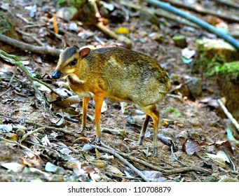 Mouse Deer