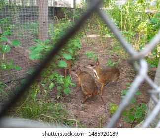 Mouse Deer Small Mammals Of One Genus In The Genus Tragulus In The Family Tragulidae. Locked In A Cage In A Zoo