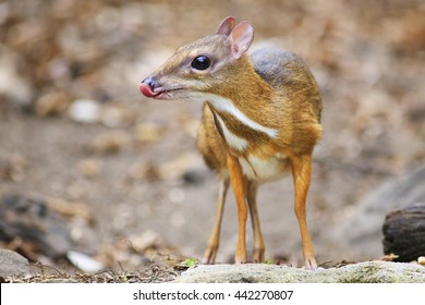 Mouse Deer In The Wild