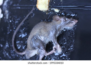 1,335 Rats glue Images, Stock Photos & Vectors | Shutterstock