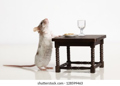 Mouse dines at the table