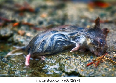 Mouse Drowned In Spring Floods, Dead Mouse. Gray-sided Vole (Clethrionomys Rufocanus). 	Flood Of Biblical Proportions, Genesis Flood. Beautiful Floater, Cute Mouse