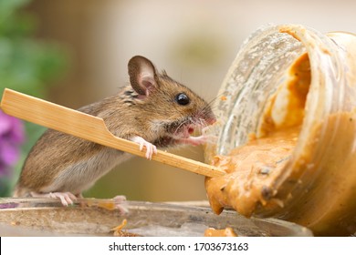 Mouse Peanut Images Stock Photos Vectors Shutterstock