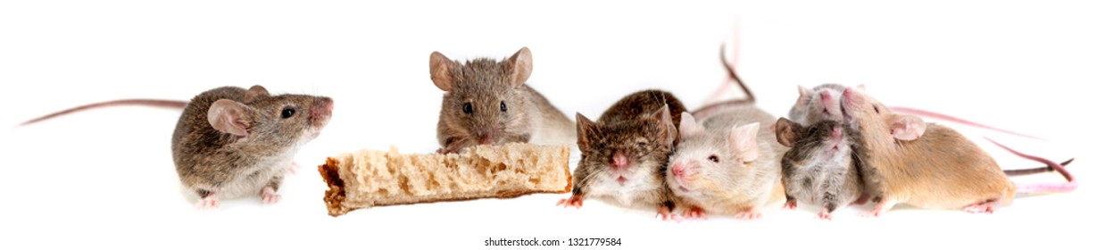 A Mouse Eating Bread Isolated On A White Background