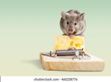 Mouse Eating Cheese Of The Trap.