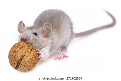 mouse eating mouse