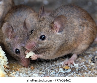 Mouse Eating In Urban House Garden.