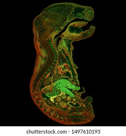Mouse embryo labeled with fluorescent dyes and imaged using Fluorescence Microscopy 