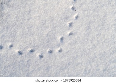 Mouse Tracks High Res Stock Images Shutterstock