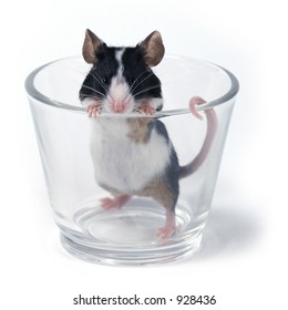mouse in a glass on a white background