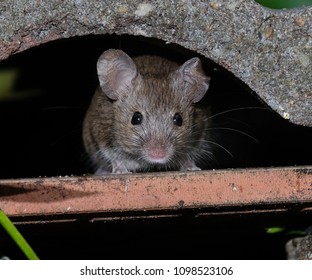 Mouse Hiding In Urban House Garden.