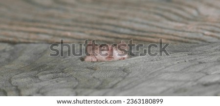 mouse in a hole in the wooden floor