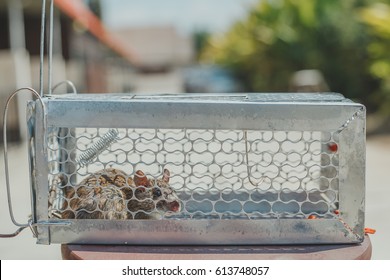 A Mouse House Trap In Mouse Trap Over - Powered by Shutterstock