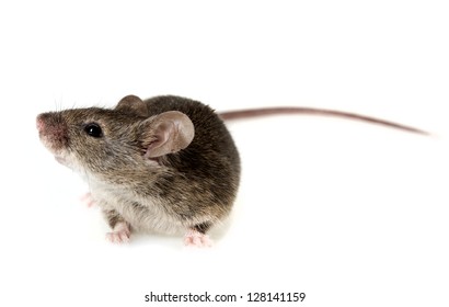 A Mouse Isolated On White Background