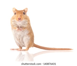 mouse is isolated on a white background. Gerbillinae