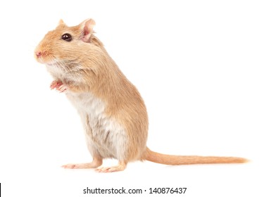 mouse is isolated on a white background. Gerbillinae