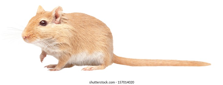 mouse is isolated on a white background. Gerbillinae
