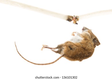 Mouse Killed By Chewing On A Power Cable, Selective Focus On Cable