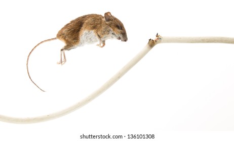 Mouse Killed By Chewing On A Power Cable