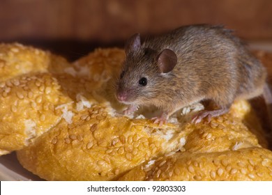 Mouse In The Kitchen Eating Bread