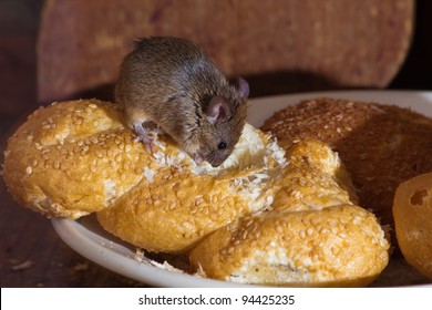 Mouse In The Kitchen Eating Bread