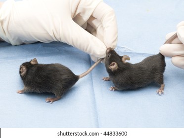 mouse science experiment