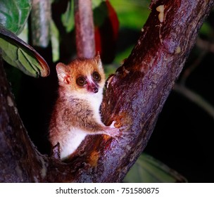 Mouse Lemur At Night