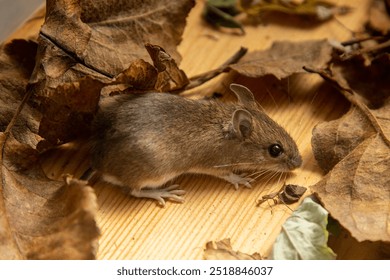 The mouse lives in an aviary among fallen leaves. European wood mouse, common field mouse (Apodemus sylvalicus). Breeders of wild animals