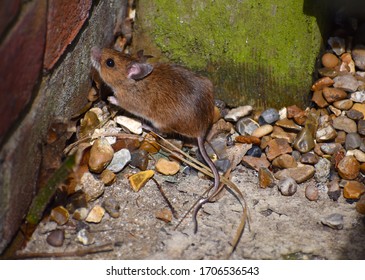 Mouse in London. The house pest is the most common species across the UK though field mice are also found in homes Adult weighs below 25 grams has brownish fur on its back and grey to white underneath
