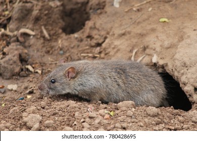 A Mouse Looking Out Of Burrow