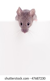 Mouse Looking Over The Edge Isolated On White With Copyspace