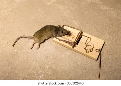 mouse in mousetrap