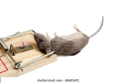 The mouse in a mousetrap it is isolated on a white background