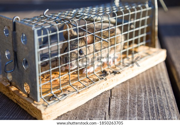 Mouse in mousetrap, rat cage on natural\
background. Rodent and pest control\
concept.