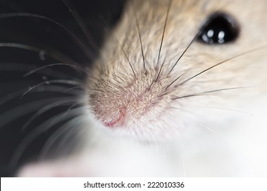 Mouse Nose. Close-up