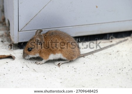 A mouse on the floor at home. The problem of rodent pests in homes.