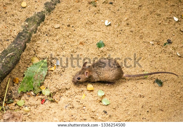 Mouse On Forest Floor Eating Food Animals Wildlife Stock Image