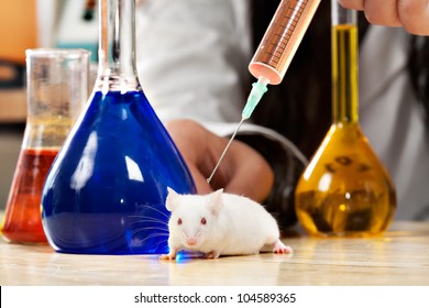 Mouse On A Lab Table Been Injected With Syringe