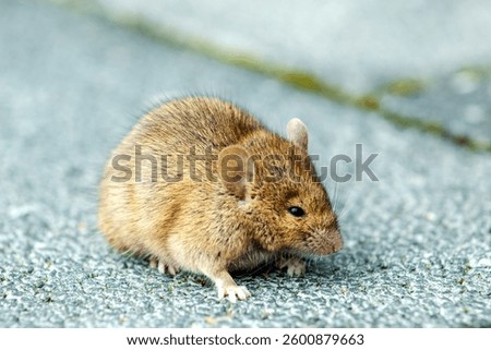 mouse on the stone ground plaster