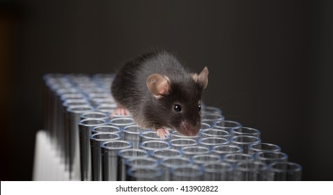 Mouse On Tubes In A Lab