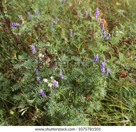 Similar – Image, Stock Photo Wild meadow with bluebells and clover