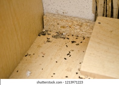 Mouse Poop Turds Feces Under 260nw 1213971223 