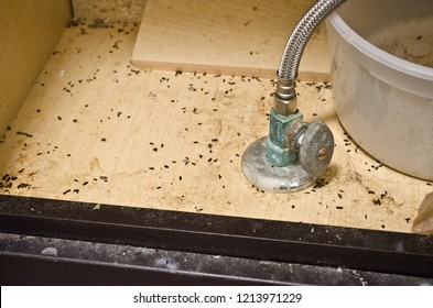 Mouse poop turds feces under a bathroom sink for pest control or home repairs.  Vermin infestation of mice or rodents.