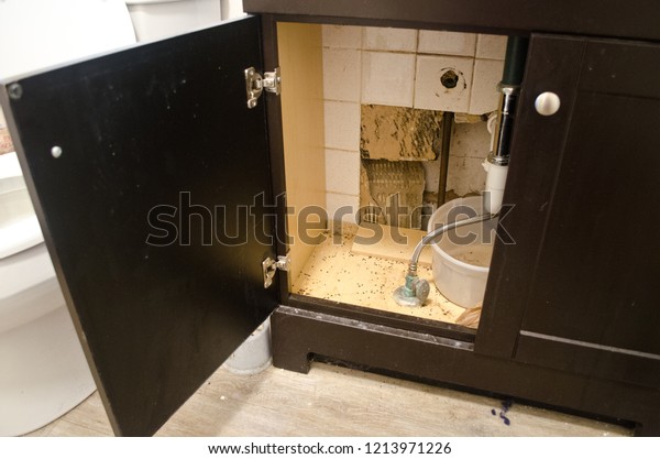 Mouse Poop Turds Feces Under Bathroom Stock Photo Edit Now