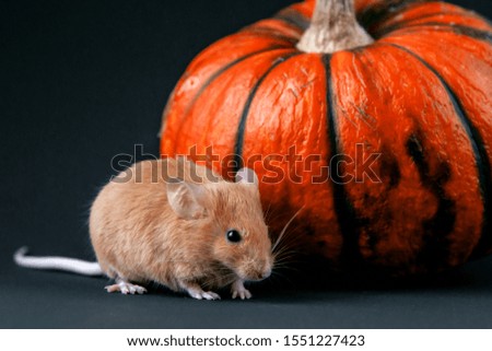 Mouse with pumpkin on a dark background