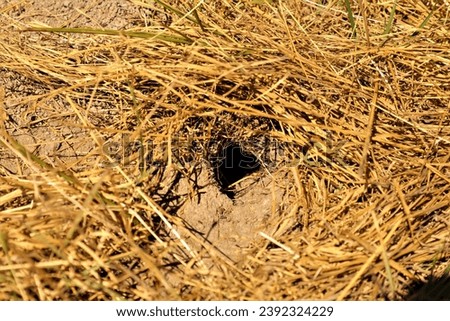 Mouse, Rat. The hole in the mouse's house is hidden among the grass. animals, animal, mice. Rodents, Rodent, rats. wildlife, wild nature, woods, forest.
