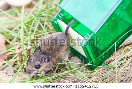 Mouse released from humane mouse trap