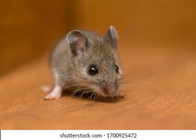 Mouse Rodent Up Close Pest