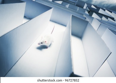 mouse running inside a maze