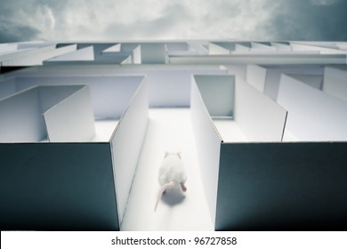 mouse running inside a maze